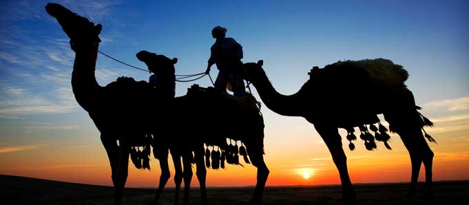 Camels at sunset in Qatar